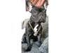 Fransk bulldog Kenzi Johansen (fra Lissipia's)