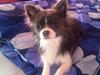 Chihuahua Thico [Tidl. hund]
