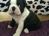 Boston terrier Viggo