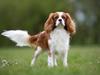 Cavalier king charles spaniel Uffe