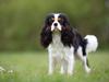 Cavalier king charles spaniel Elvis