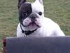 Fransk bulldog Cool Whisky.