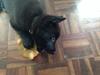 Norsk buhund Njord