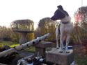 Dansk svensk gaardhund Buster