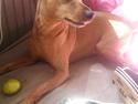 Dvaergpinscher Junior