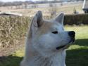 Akita inu yamoto (Akita-inu.dk) DK-AKIO