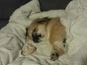 Pekingeser Plet
