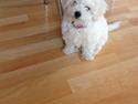 Bichon à poil frisé Sally