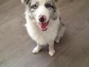 Border collie Joking Jester