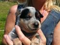 Australsk cattledog Betty