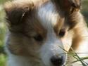Shetland sheepdog Lassie