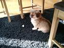 Pekingeser bel-li