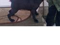 Cane corso Hugo (Black devil)