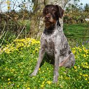 Ruhåret hønsehund Buster