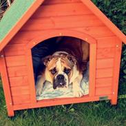 Engelsk bulldog Bobo