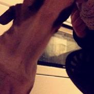 Engelsk bulldog Bobo