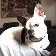 Fransk bulldog Jessie