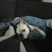 Fransk bulldog Jessie