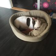 Fransk bulldog Jessie