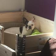 Fransk bulldog Jessie