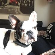 Fransk bulldog Jessie