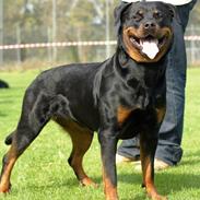 Rottweiler Berta