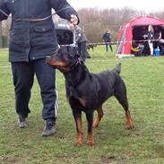 Rottweiler Berta