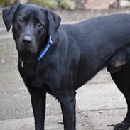 Labrador retriever Bertram