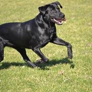 Labrador retriever Bertram