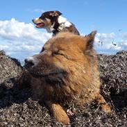 Eurasier Sally