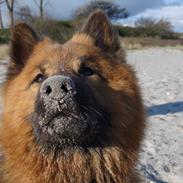 Eurasier Sally