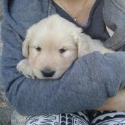 Golden retriever ludvig