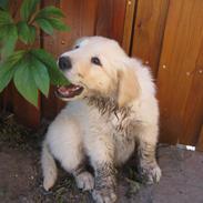 Golden retriever ludvig