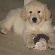 Golden retriever ludvig