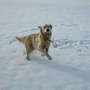 Golden retriever ludvig
