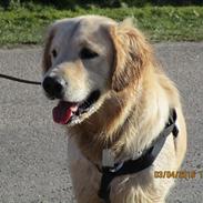 Golden retriever ludvig