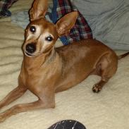 Dvaergpinscher Junior 