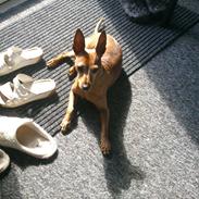 Dvaergpinscher Junior 