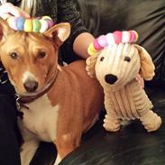 Basenji Molly