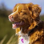 Nova scotia duck tolling retriever Leica