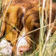 Nova scotia duck tolling retriever Leica