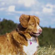 Nova scotia duck tolling retriever Leica