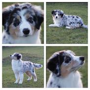 Australian shepherd Zoe