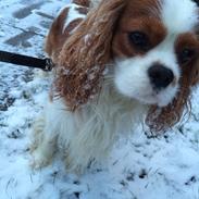 Cavalier king charles spaniel Charlie