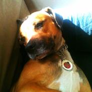 Blanding af racer Molly