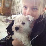 West highland white terrier Bertram