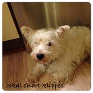 West highland white terrier Bertram
