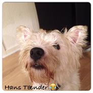 West highland white terrier Bertram