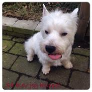 West highland white terrier Bertram
