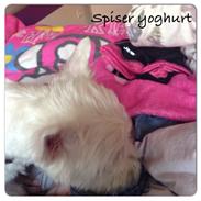 West highland white terrier Bertram